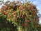 Callistemon citrinus tree with bright red flowers