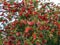 Callistemon citrinus tree with bright red flowers