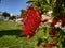 Callistemon citrinus tree with bright red flowers