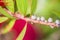 Callistemon close up flower bud