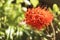 Callistemon flower close up on green background