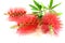 Callistemon flowers