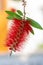 Callistemon flowers in a vibrant blue sky background.