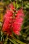 Callistemon is a genus of evergreen shrubs or small trees of the Myrtle family