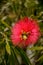 Callistemon is a genus of evergreen shrubs or small trees of the Myrtle family