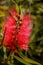 Callistemon is a genus of evergreen shrubs or small trees of the Myrtle family