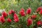 Callistemon in a green background