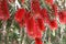 Callistemon lemon in a city park in northern Israel