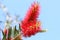 Callistemon lemon in a city park in northern Israel