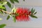 Callistemon lemon in a city park in northern Israel