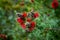 Callistemon Little John Bottlebrush