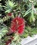 Callistemon \'Little John\' , Dwarf Callistemon