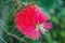 Callistemon pink flower