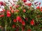 Callistemon plant in bloom