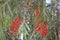 Callistemon or red bottlebrush tree