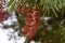 Callistemon or red bottlebrush tree