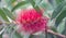 Callistemon red fluffy exotic flower growing in the garden