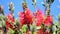 Callistemon (red stitch, beautiful stitch). Red bottlebrush flower on the blue sky on the wind, summer season