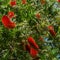 Callistemon rigidus blossoms with red bottlebrush flowers branch on beautiful green bokeh background. Callistemon bush