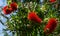 Callistemon rigidus blossoms with red bottlebrush flowers. Callistemon bush on Sochi street. Selective focus close-up