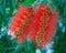 Callistemon rigidus R. Br flowers