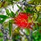 Callistemon viminalis or weeping bottlebrush