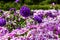 Callistephus chinensis China aster annual aster purple flower