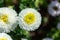 Callistephus chinensis, garden aster yellow white, annual flower blooming in autumn. Top view