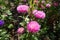 Callistephus chinensis with pink flowers in autumn