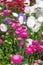 Callistephus pink blossom flowers in the garden. Beautiful bright daisy aster flower, autumn bloom of garden decorative flowers