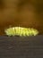 Calliteara pudibunda caterpillar