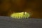 Calliteara pudibunda caterpillar