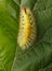 Calliteara pudibunda caterpillar crawl on leaf