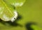 Calliteara pudibunda hairy fluffy caterpillar on a leaf