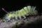 Calliteara pudibunda, or pale tussock. Macro photo of yellow caterpillar with red tail climbing on the bark of the beech