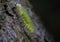 Calliteara pudibunda, or pale tussock. Macro photo of yellow caterpillar with red tail climbing on the bark of the beech