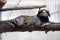 Callithrix penicillata, Black-tufted marmoset