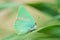 Callophrys danchenkoi butterfly , butterflies of Iran