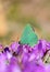 Callophrys paulae butterfly on flower
