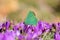 Callophrys paulae butterfly on flower