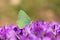 Callophrys paulae butterfly on flower