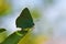 Callophrys paulae, the Pfeiffer`s green hairstreak butterfly