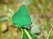 Callophrys paulae, the Pfeiffer`s green hairstreak butterfly