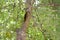 Callosciurus erythraeus on the banyan tree