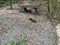 Callosciurus erythraeus eating peanuts at Daluntou Mountain in Neihu, Taipei