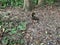 Callosciurus erythraeus eating peanuts at Daluntou Mountain in Neihu, Taipei