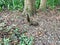 Callosciurus erythraeus eating peanuts at Daluntou Mountain in Neihu, Taipei