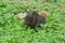 Callosciurus erythraeus feeding in the grass