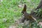 Callosciurus erythraeus feeding in the grass