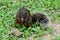 Callosciurus erythraeus feeding in the grass